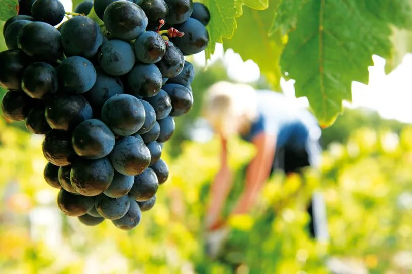 The vineyards